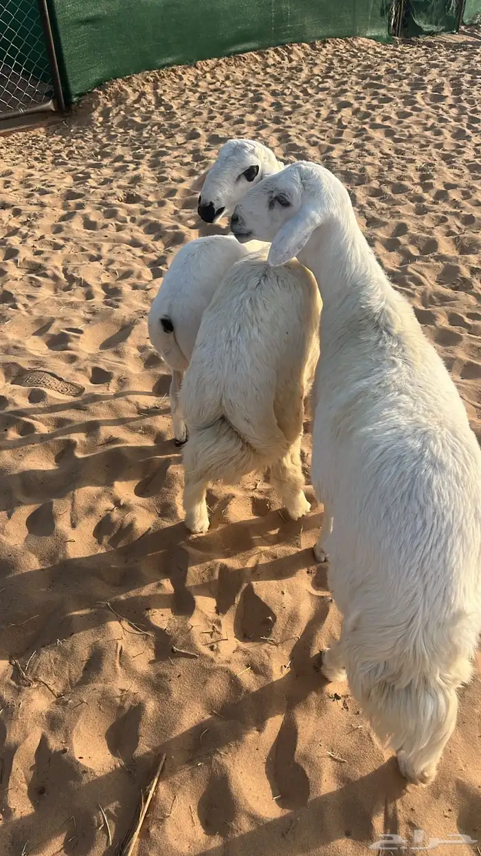 ذبايح مبادي وثلاجه فيه مهلا شهر 0