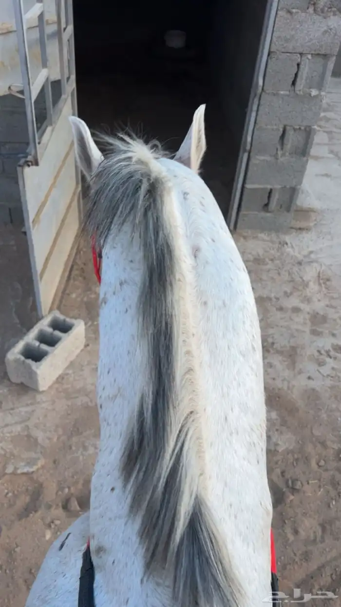 حصان شعبي 4