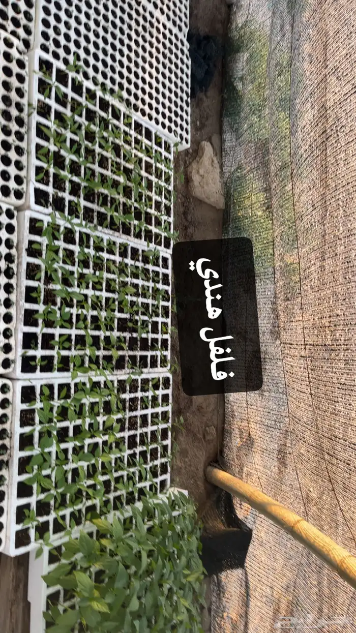 شتلات خضروات 5
