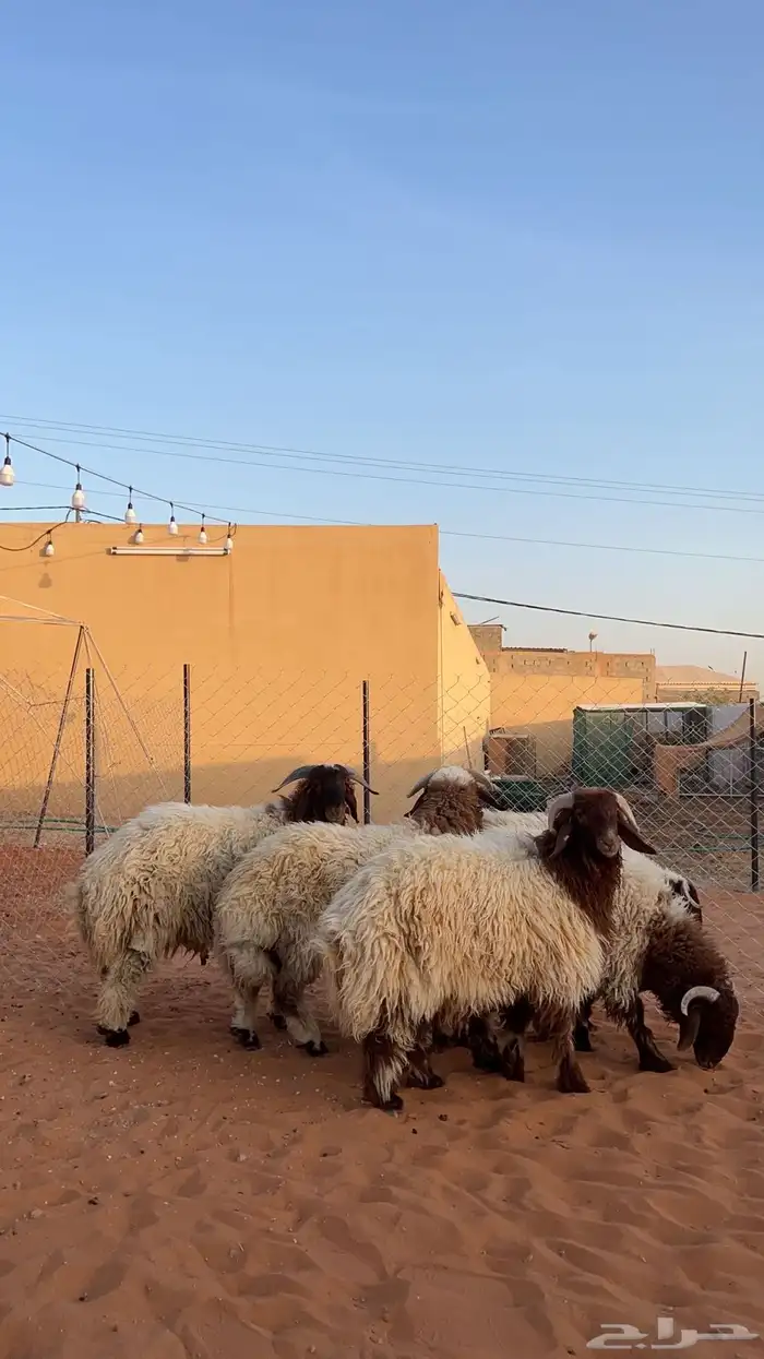 ذبايح نعيم فاخرة 0