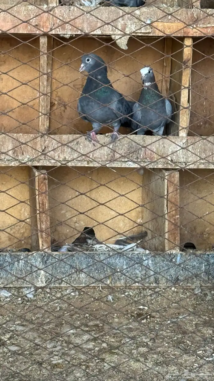 حمام صنعاوي 1