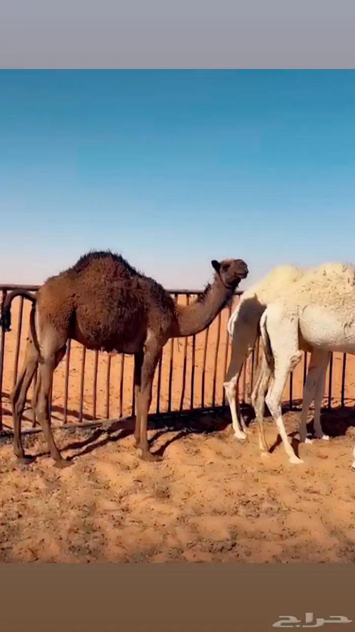حشو لبانيه حيران بريه 0
