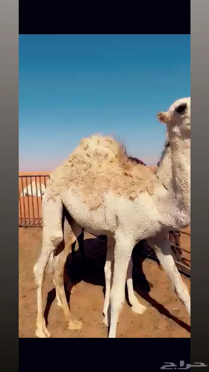 حشو لبانيه حيران بريه 1