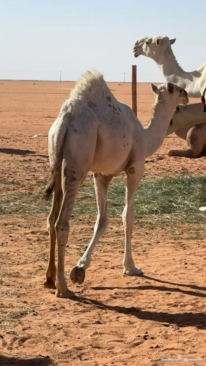 بكره قصب عمرها6 شهور 2
