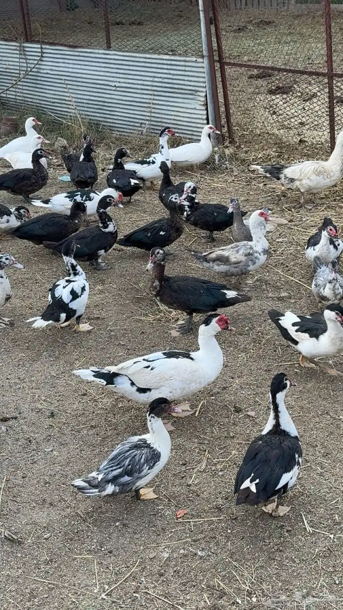 بط مسكوفي او مصري 4