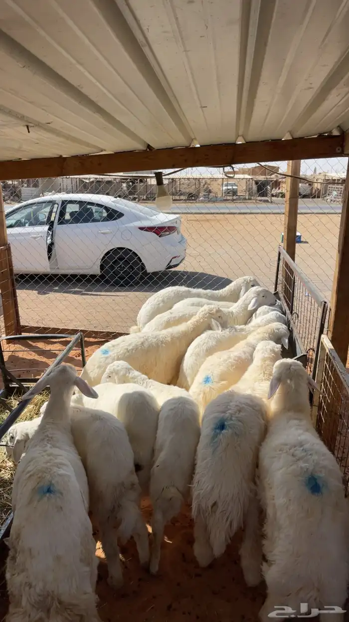 ذبايح للبيع 1