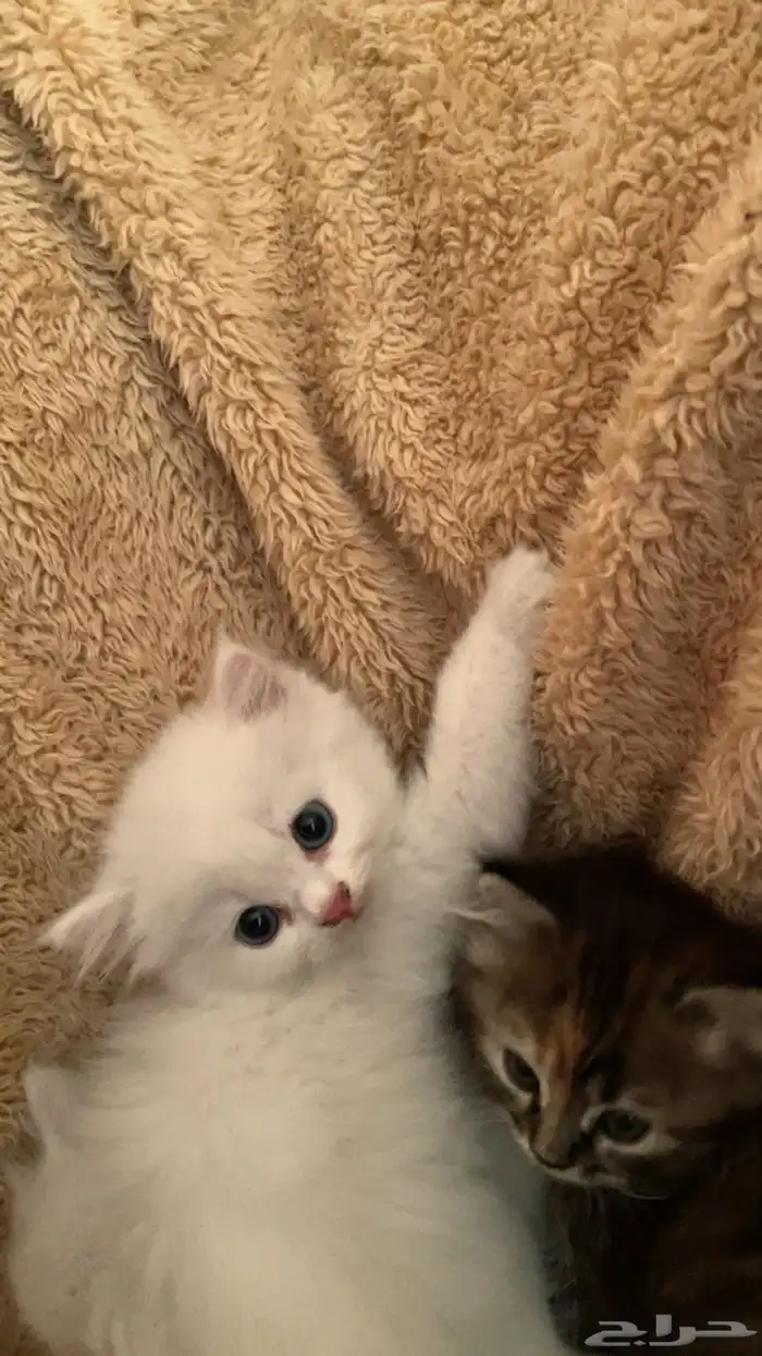 قطط 2