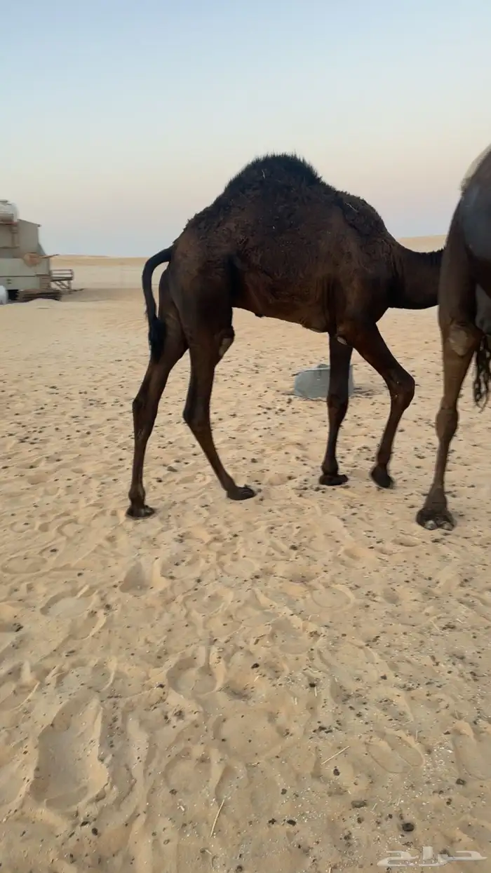 للبيع قعود طيب 0