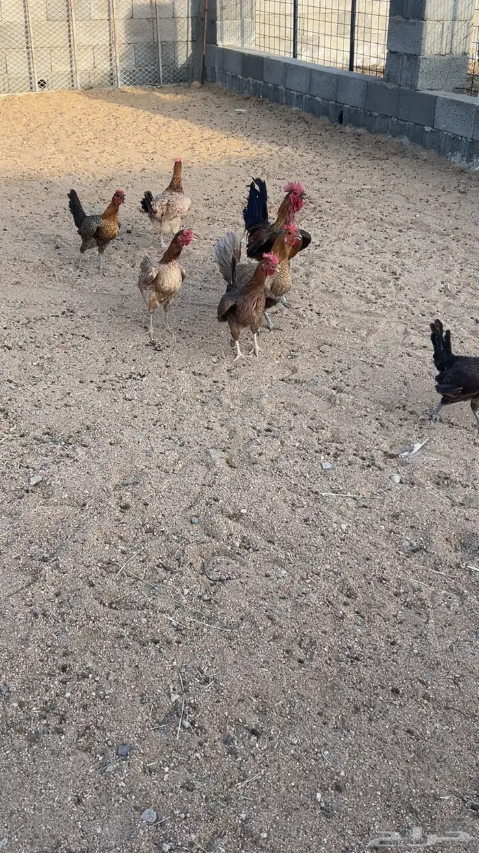 دجاج بلدي بياض 1