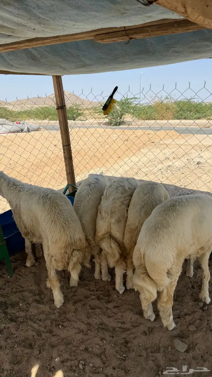 طليان جبره 6