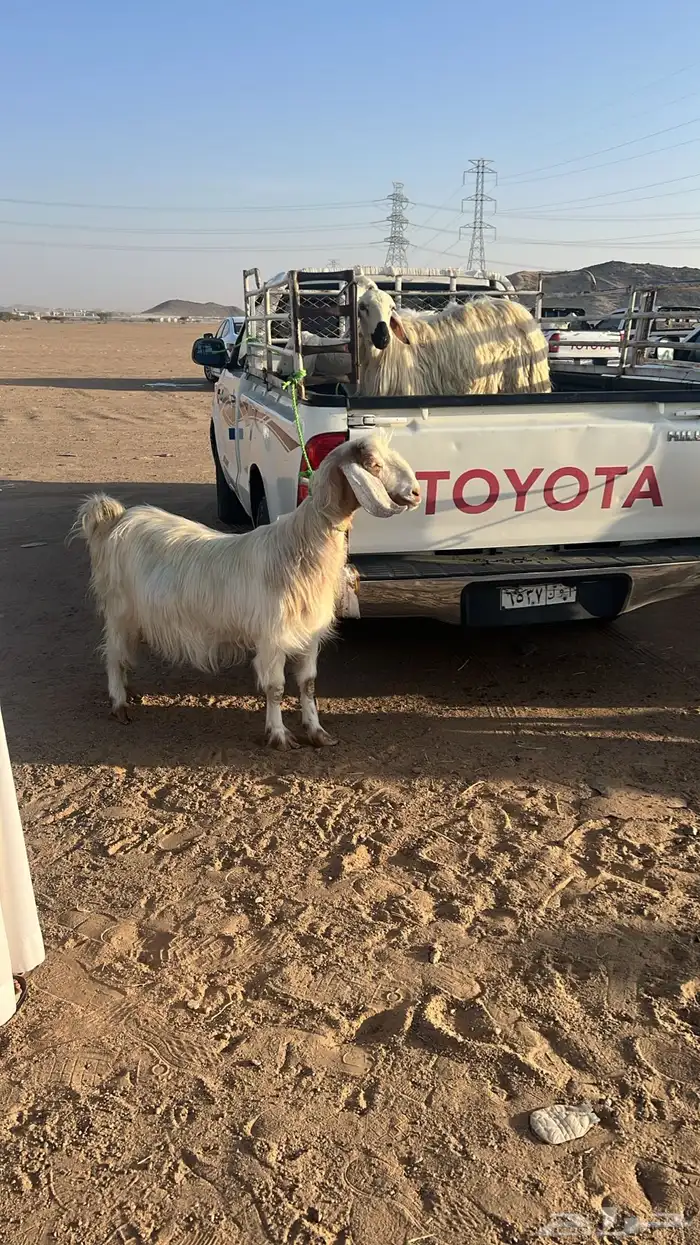 مواشي 1