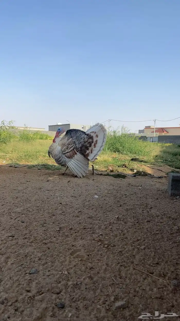 دجاج رومي 2