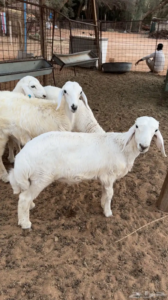 تم البيع  تم البيع 1