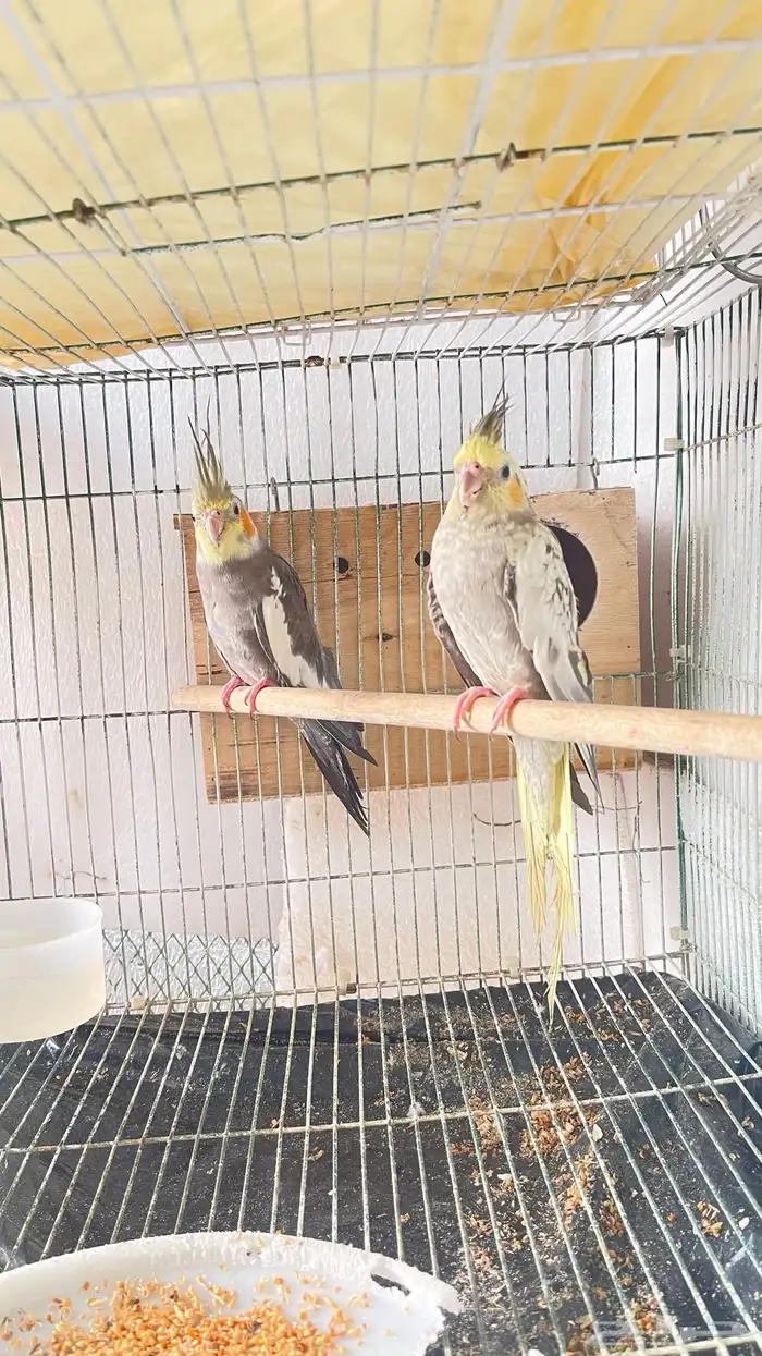 زوج كروان تركيبه جديده 0