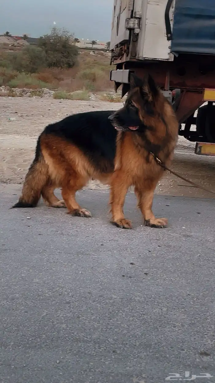 للبيع جوز جيرمن شولاين لونق هير تم تزاوج الانثى 2