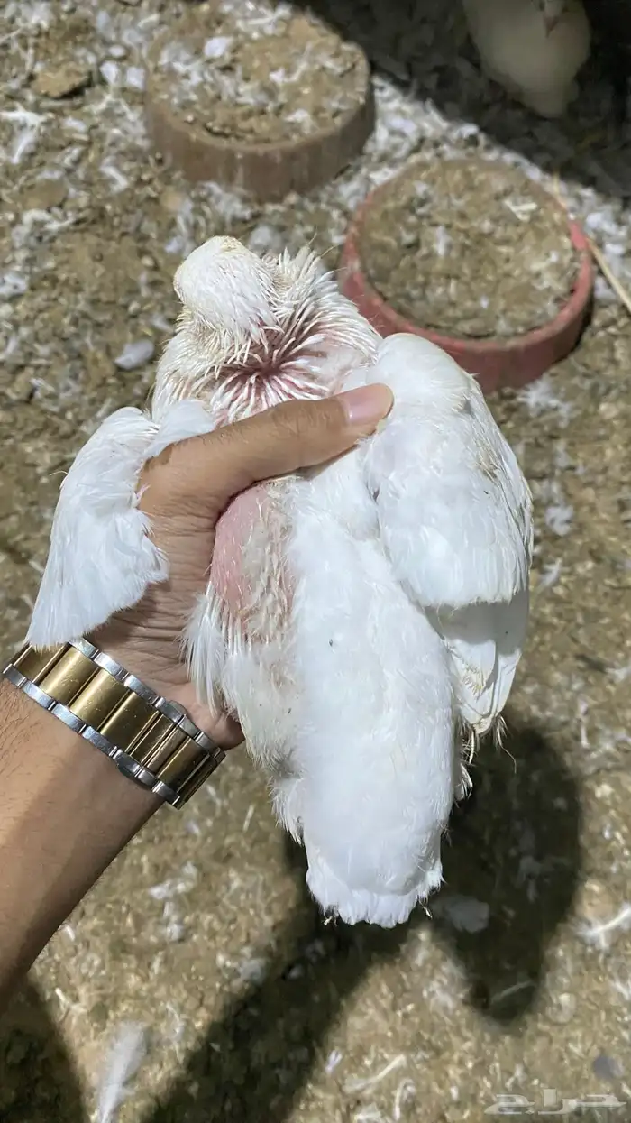 للبيع عشه حمام فرنسي 2