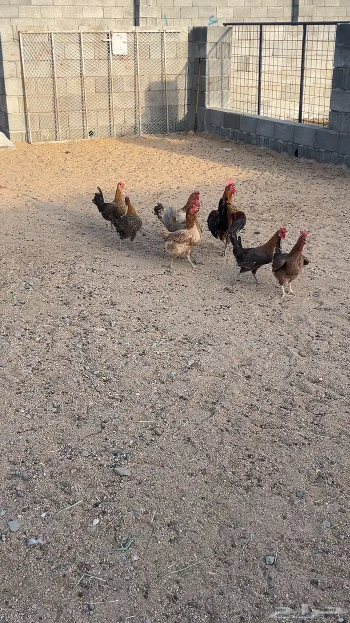 دجاج بلدي بياض 2