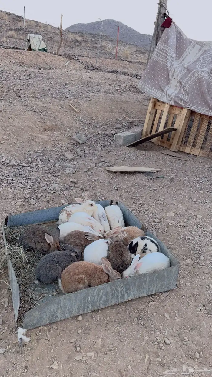 حيوانات 0