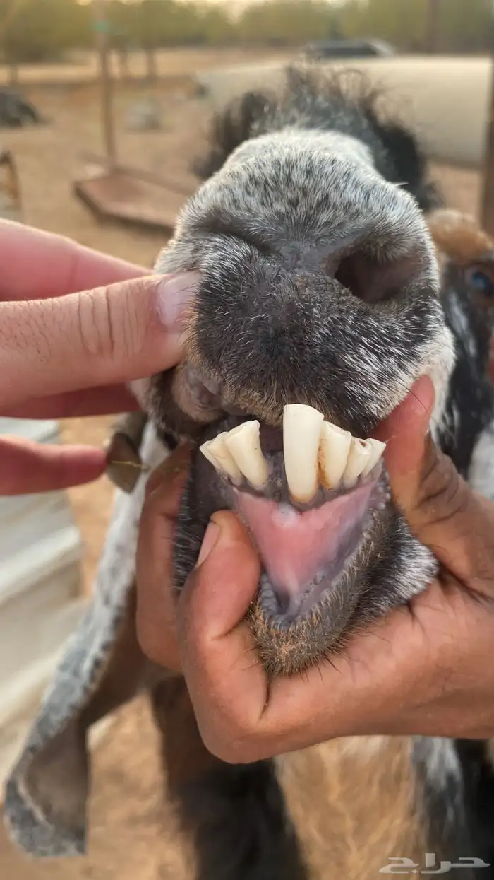 عنز حواء صنف معرفه للبيع 1