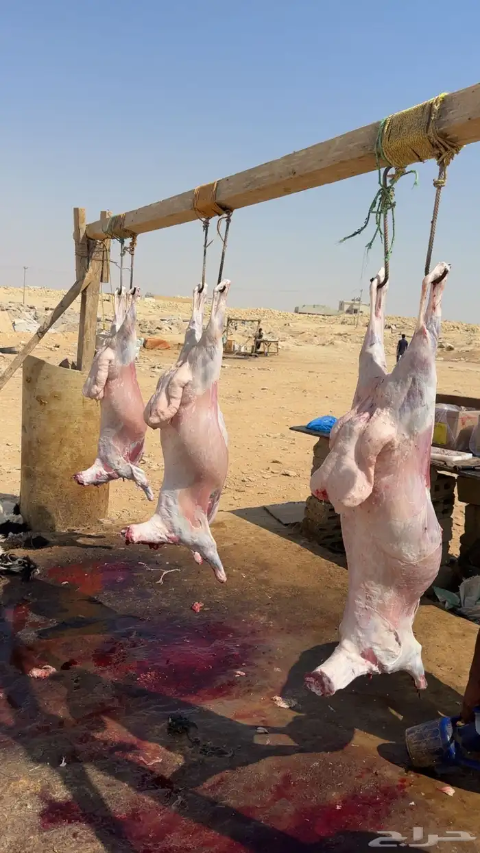 طليان ذبايح حريه 1