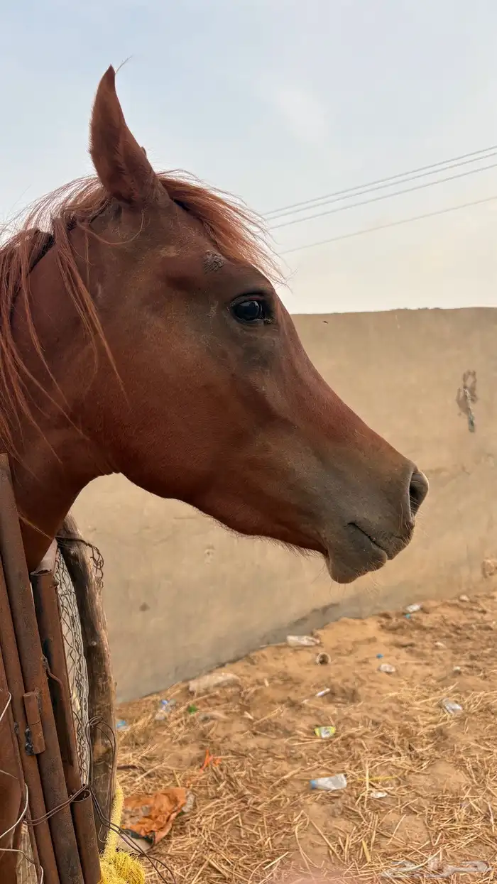 حصان شعبي من فواخر الشعبيات 3