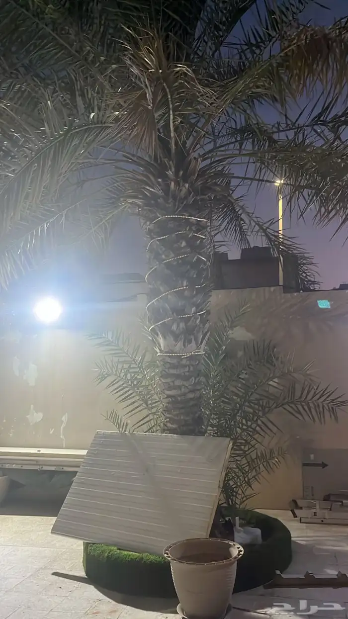 نخل إخلاص منتج 1