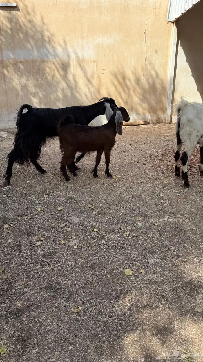 عنز عارضية معها جفره 1