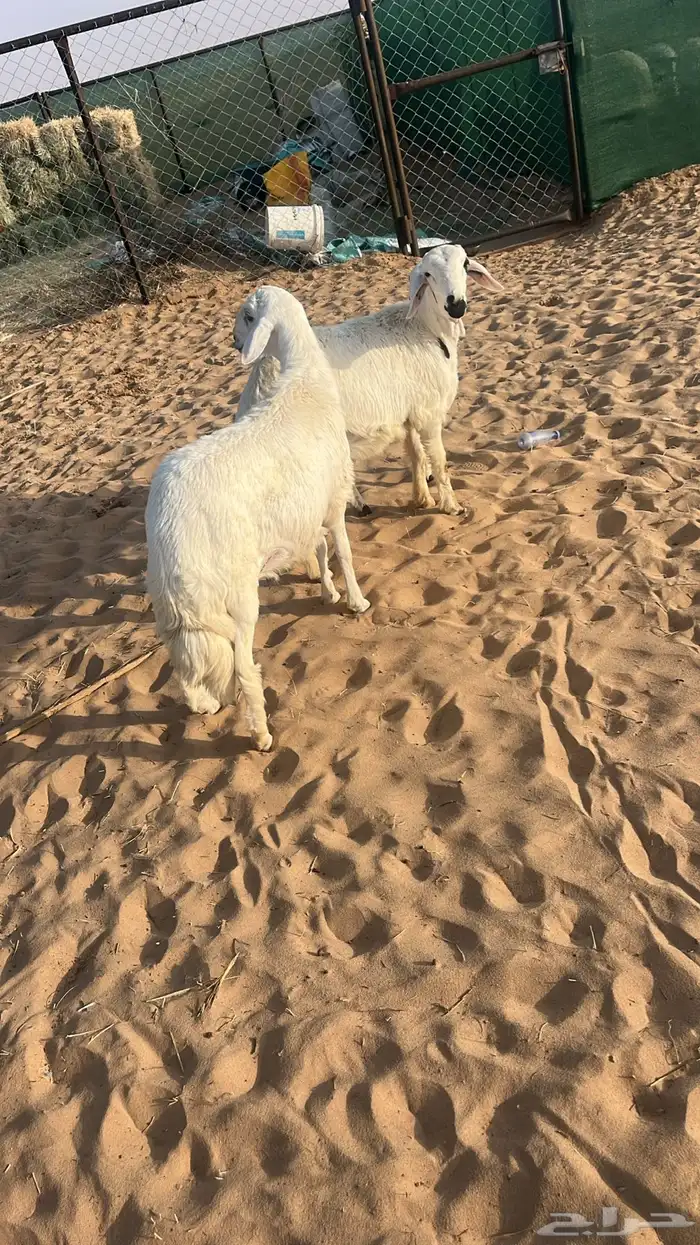 ذبايح مبادي وثلاجه فيه مهلا شهر 2