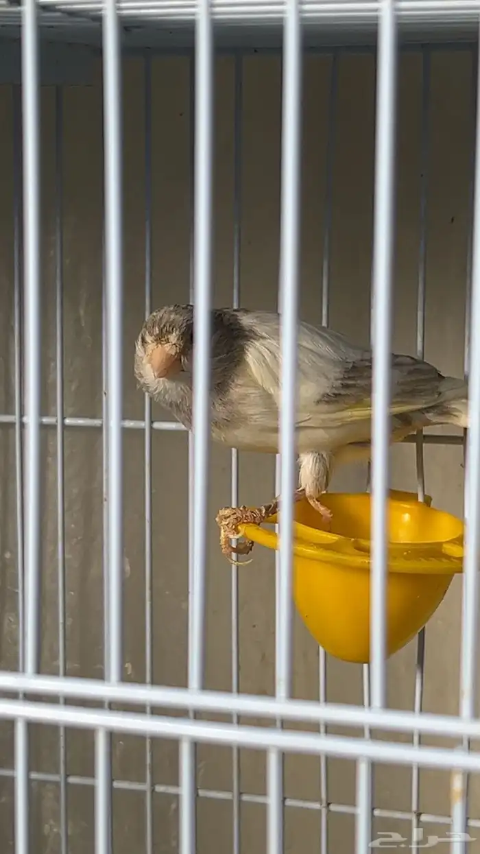 جوز كناري سوري مع فروخهم انتاجي تم البيع 1