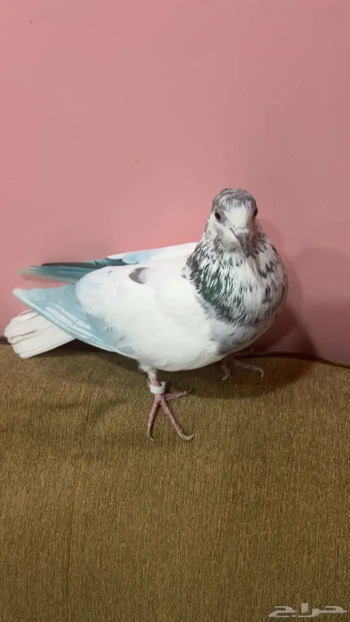 وش نوع الحمام ذا 0