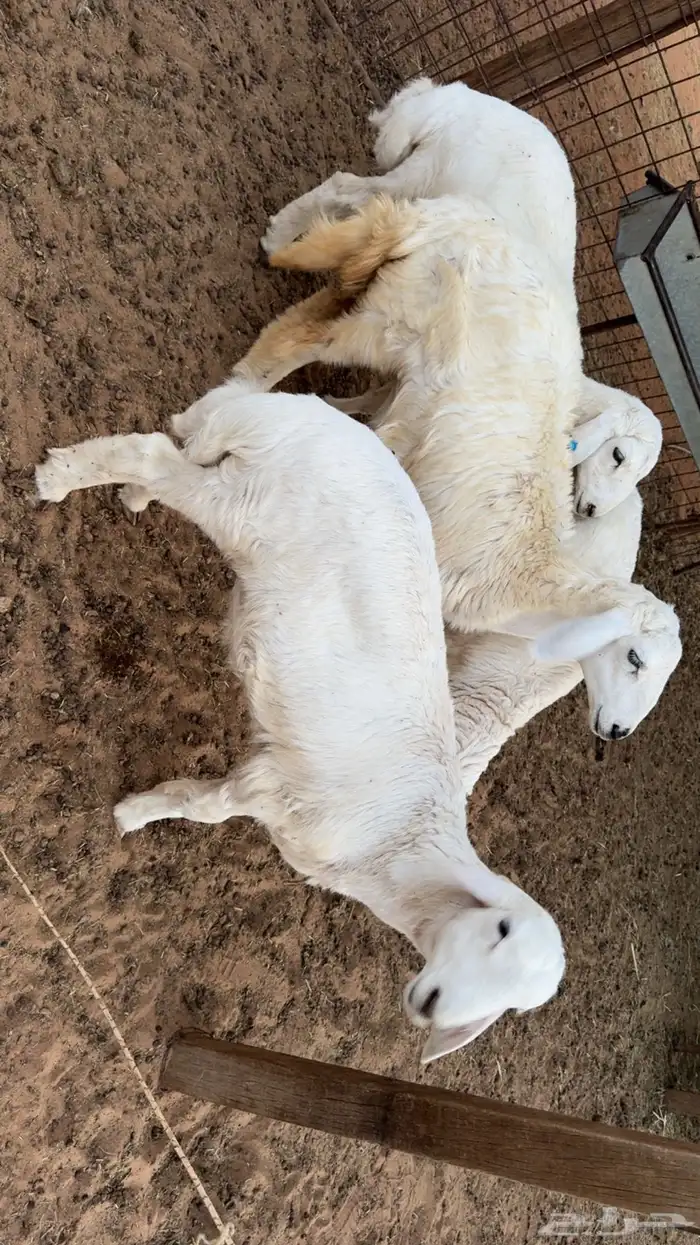 تم البيع  تم البيع 3