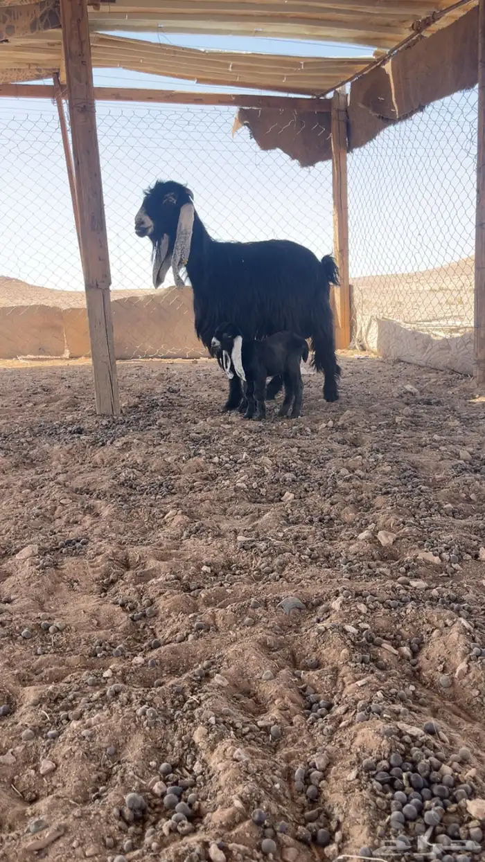 عنز متبع 2