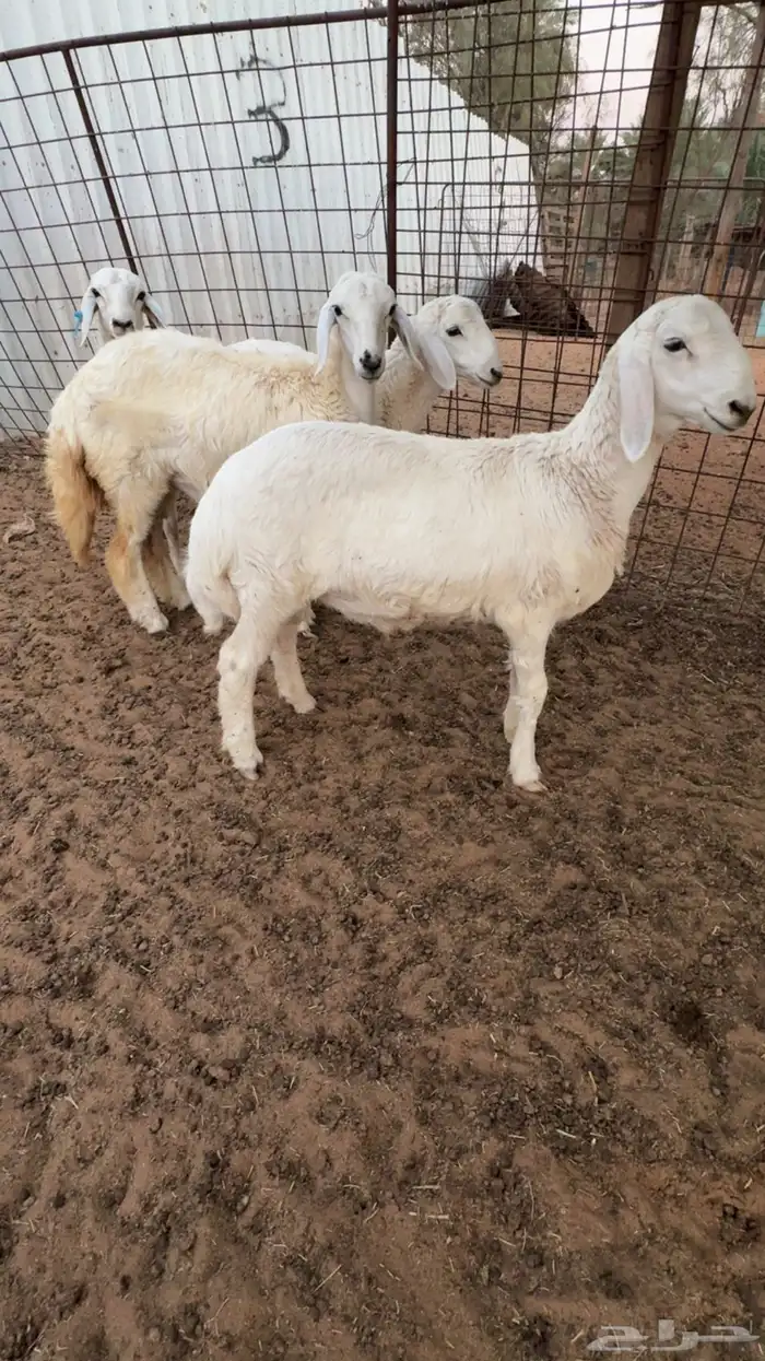 تم البيع  تم البيع 4