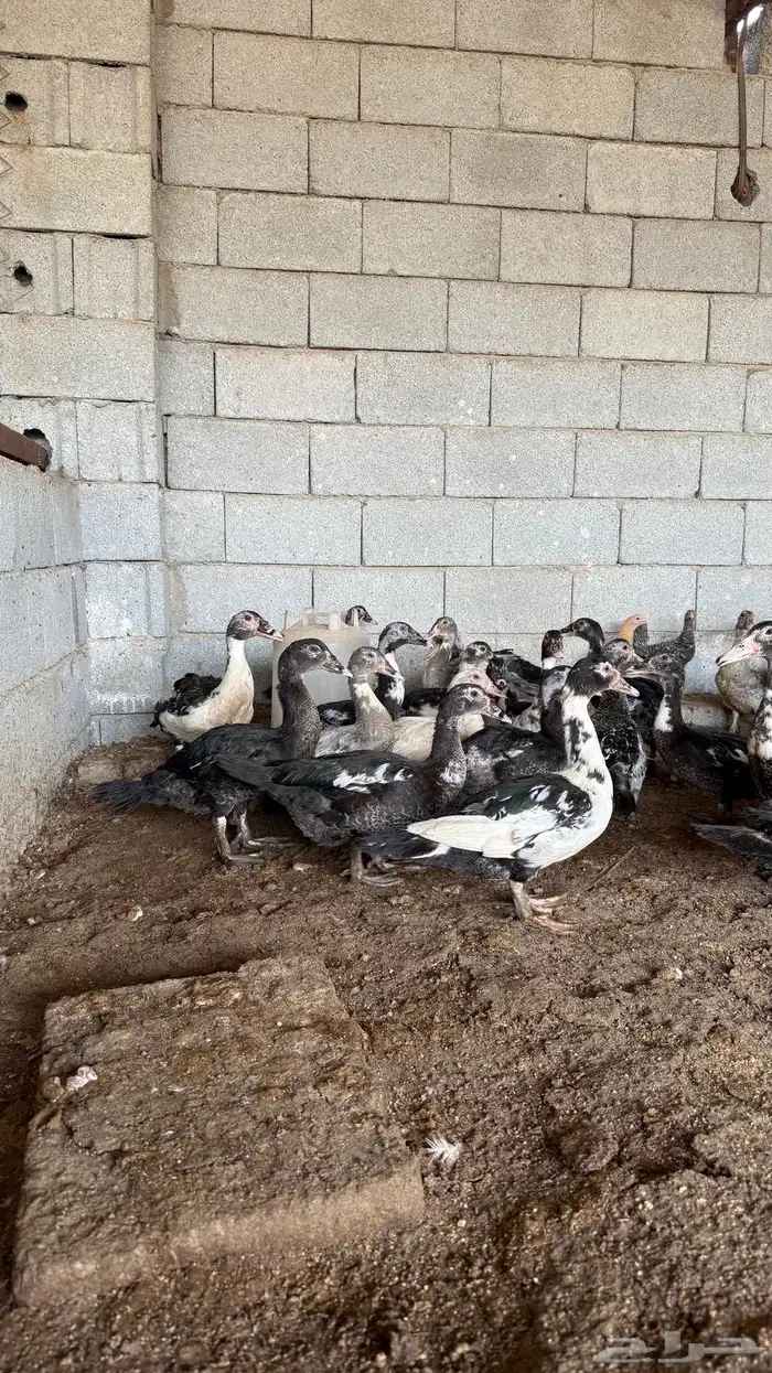 بط سوداني 3