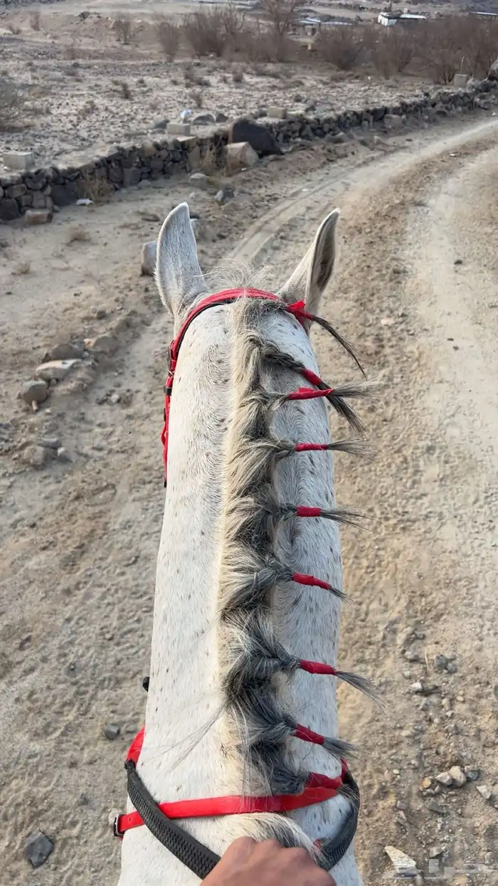 حصان شعبي 2