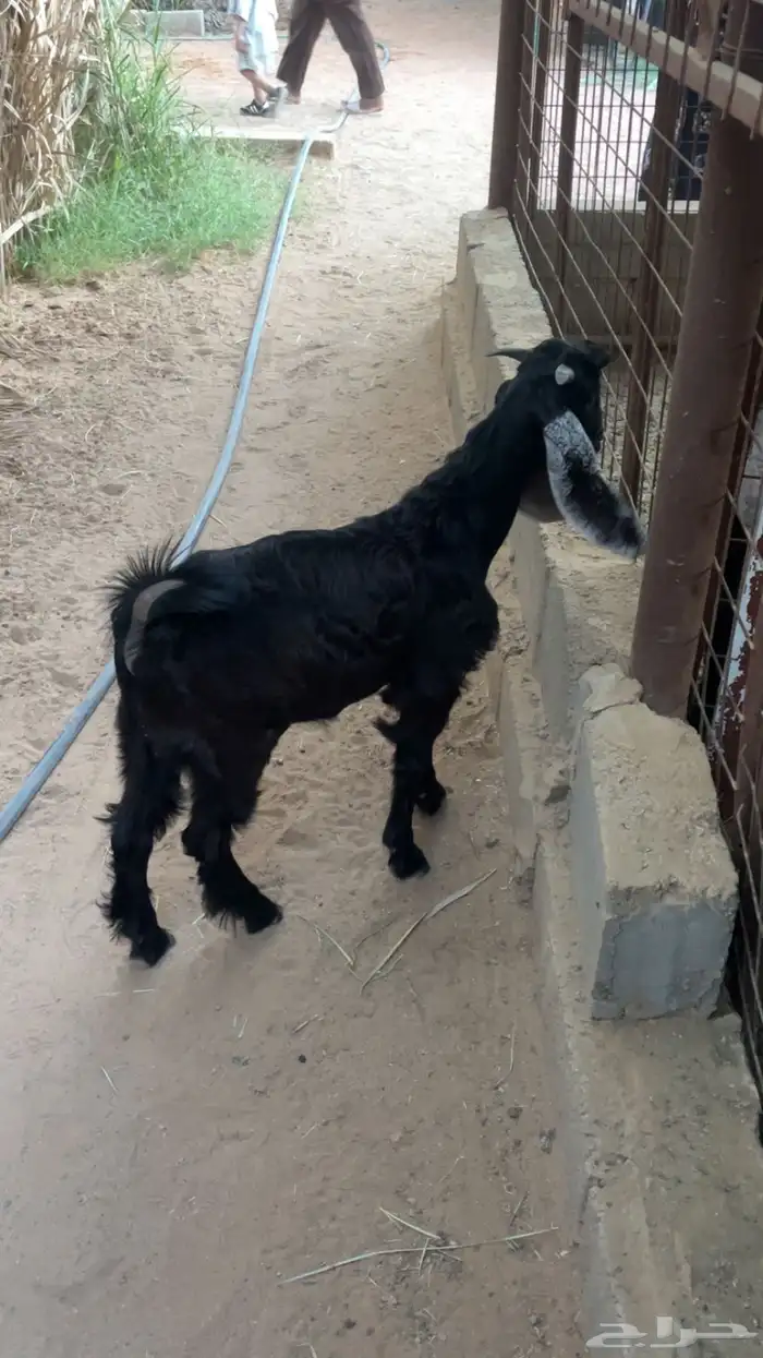 تيس مشروع فحل 2