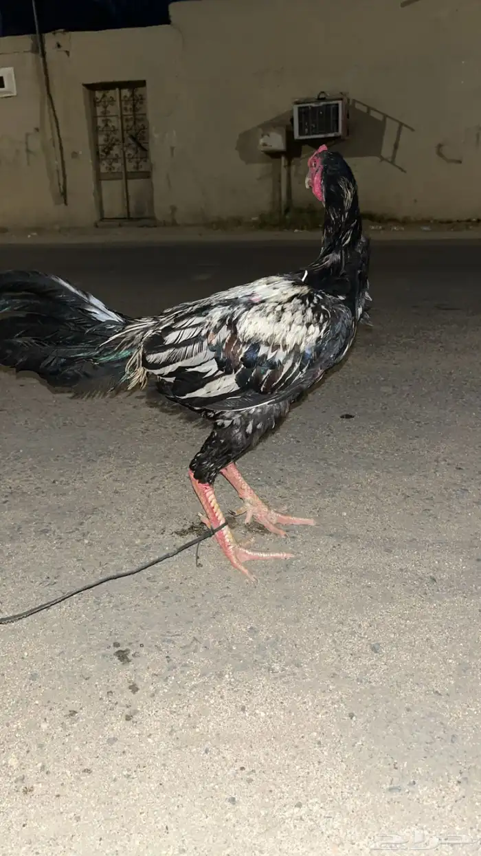 ديك باكستاني 0