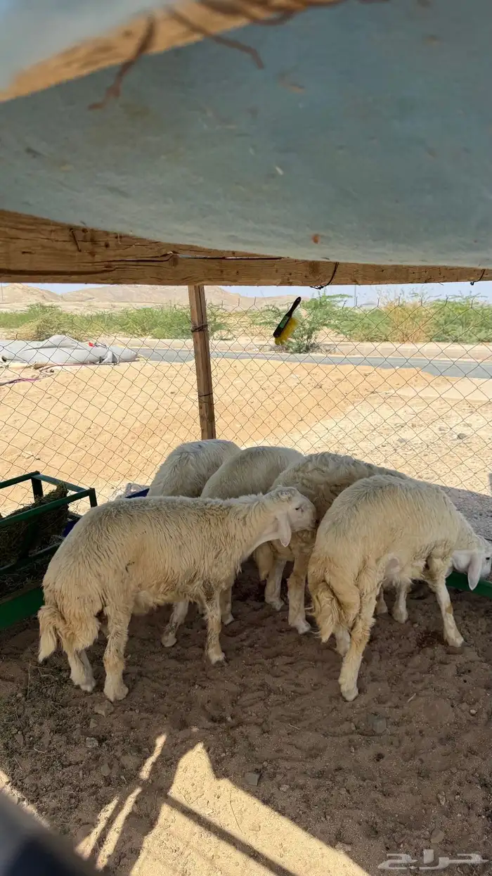 طليان جبره 2