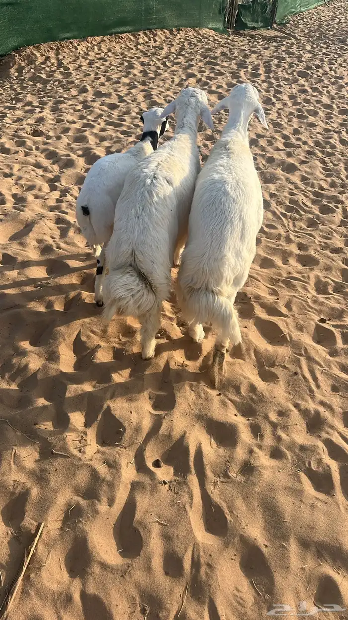 ذبايح مبادي وثلاجه فيه مهلا شهر 1