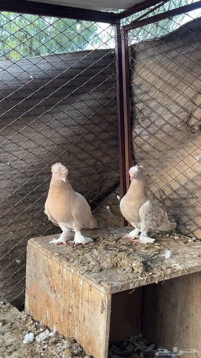 حمام عراقي ابو نجمه منتج مع فروخ زوجين وفرده انثى 3