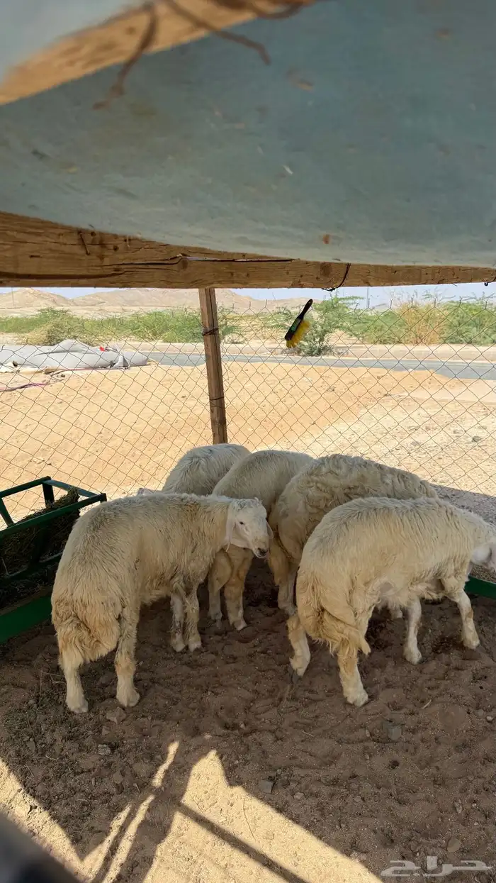 طليان جبره 4