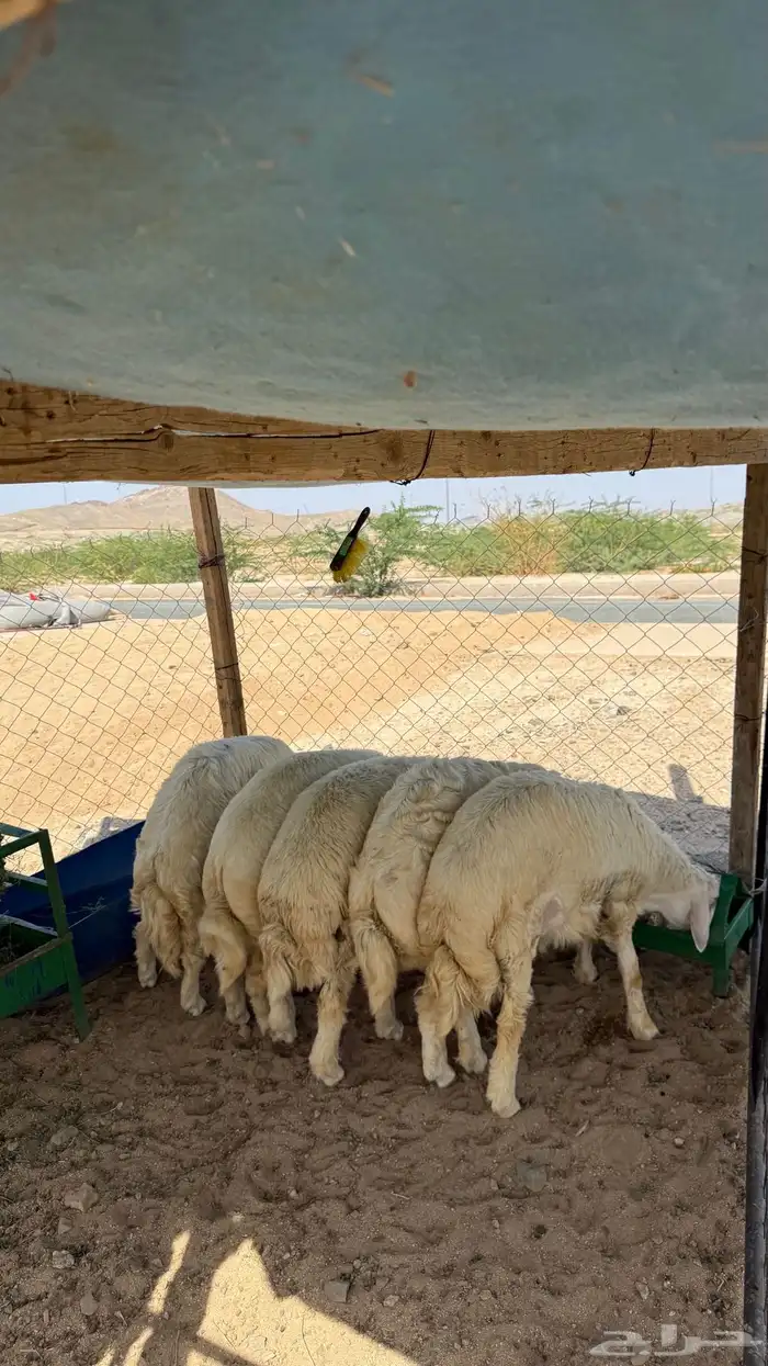 طليان جبره 0