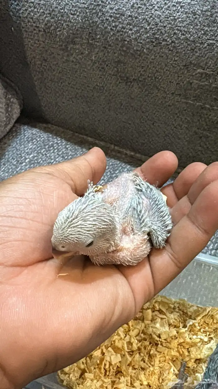 فرخ روز ( تم البيع) 0