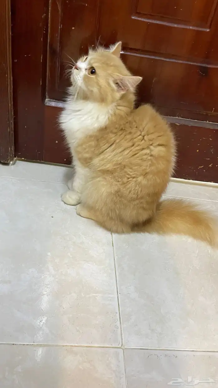 قط ذكر اليف لعوب تبني اللي يخاف الله فيه 2