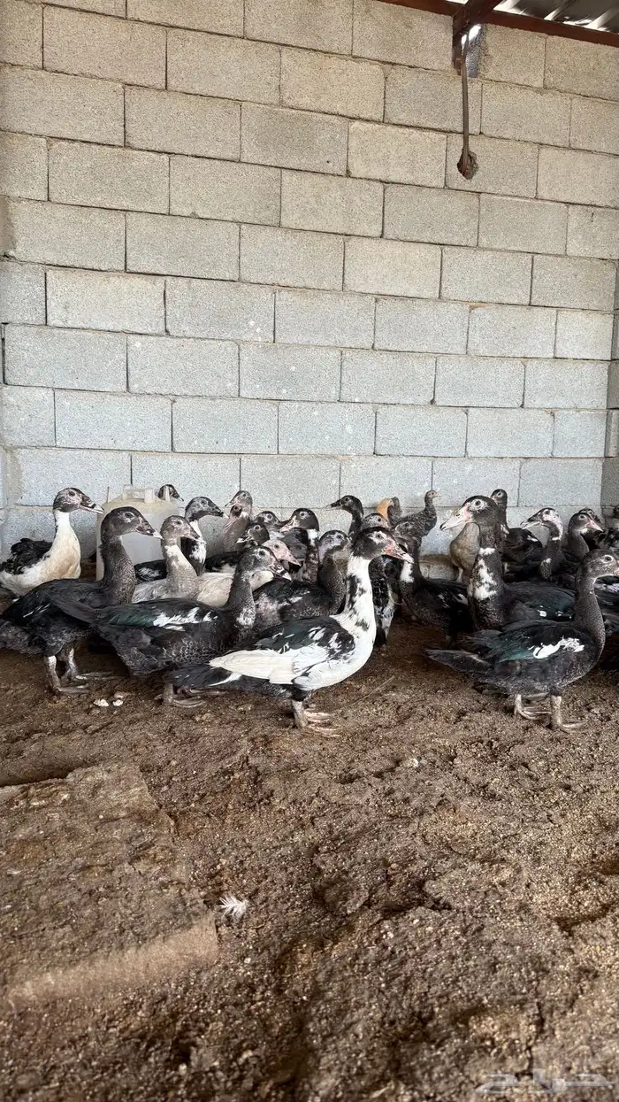 بط سوداني 2