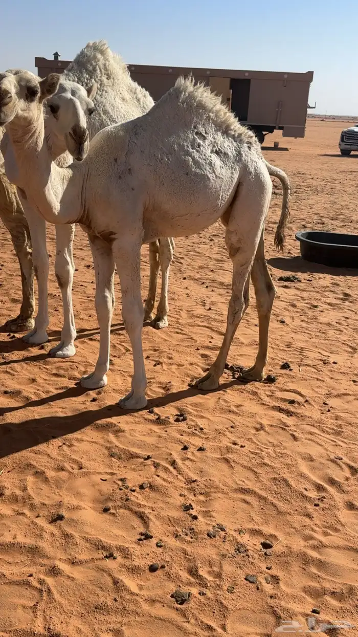 بكره قصب عمرها6 شهور 0