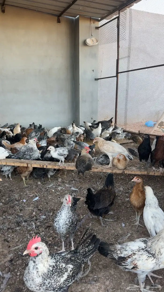 دجاج 2