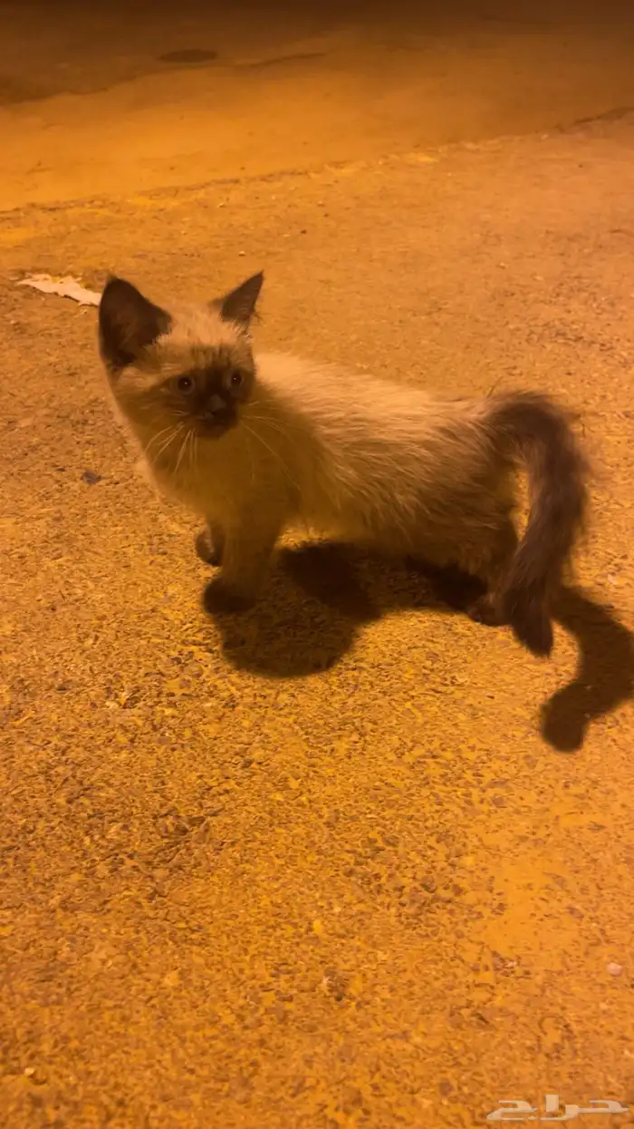قطه للبيع 1
