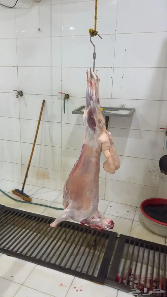 ذبايح خميس مشيط وماجاوره 5