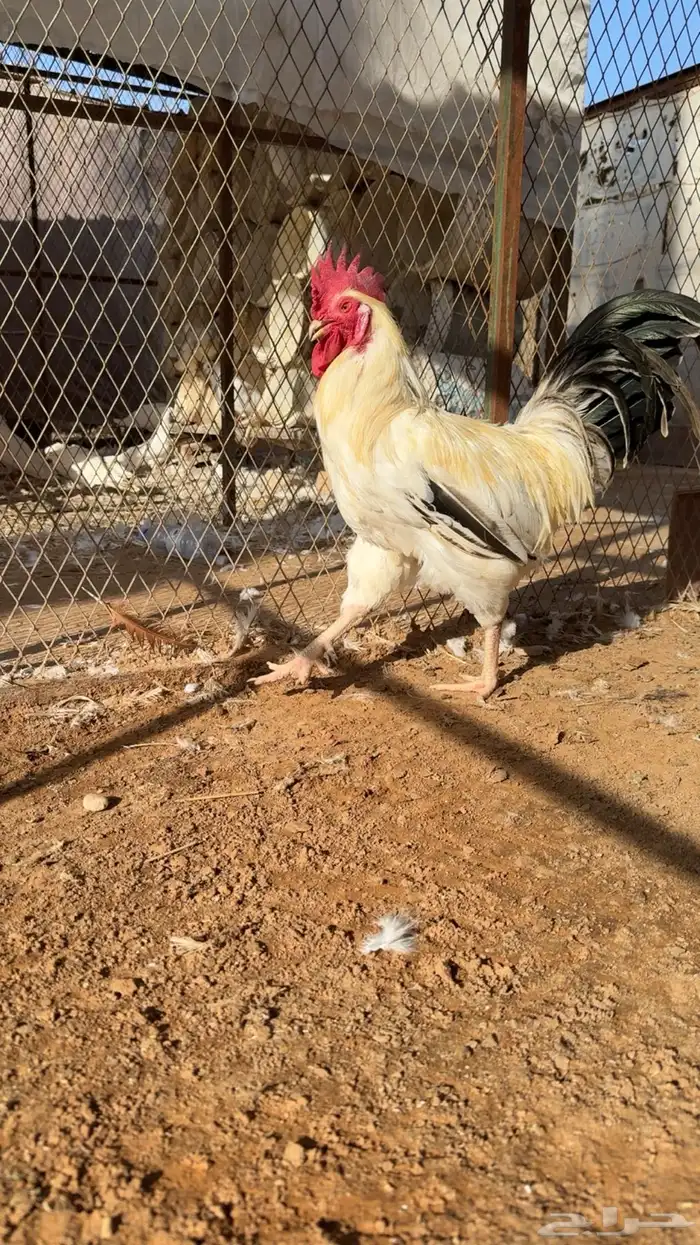 ديك للبيع الخرج 1